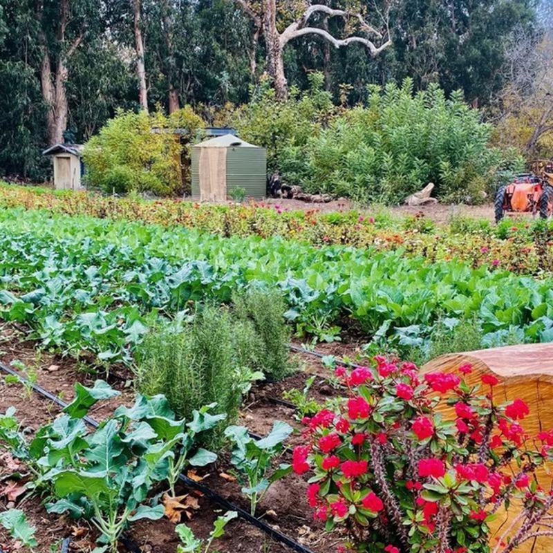 Sunlit Malibu Farm Venue with Flower Fields, Citrus Grove
