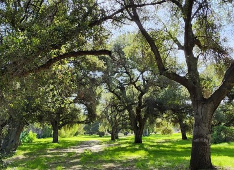 Enchanted Oak Grove Ranch with Barns, Creeks, and Two House Exteriors