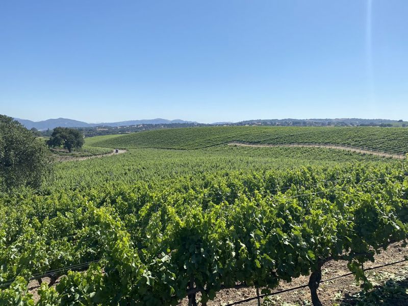Los Olivos Tasting Room with Wine Country Event Appeal