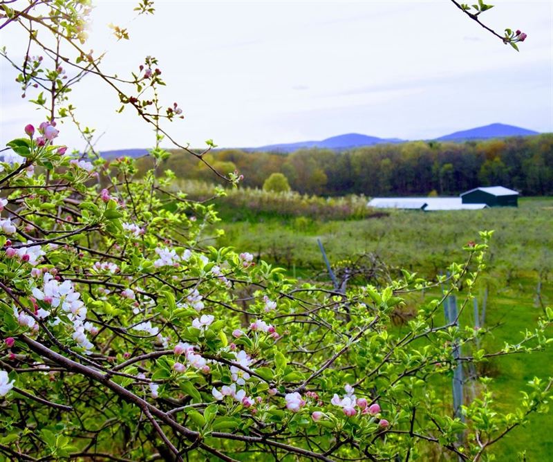 Historic Stone Ridge Orchard With Farm Bar and Mountain Scenery
