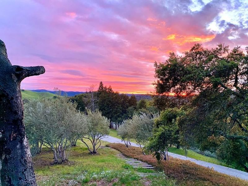 Los Olivos Estate Vineyard for Weddings, Tastings, and Film Events