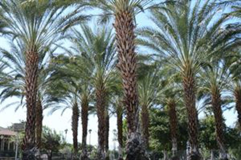 Historic Desert Museum Grounds with Gardens and Event Space